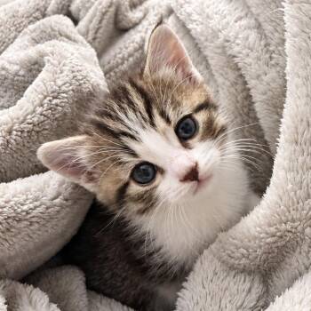 Daisy (Raine) -  Domestic Short Hair Cat for Adoption in Long Beach, California - Daisy (Raine) | PetCurious