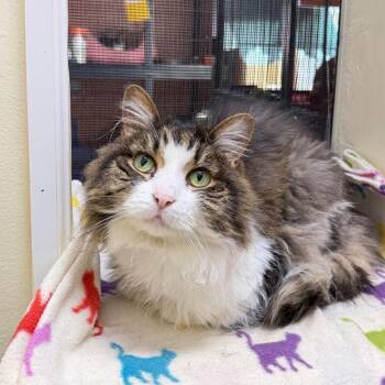 DAISY -  Domestic Long Hair Cat for Adoption in Battle Creek, Michigan - DAISY | PetCurious