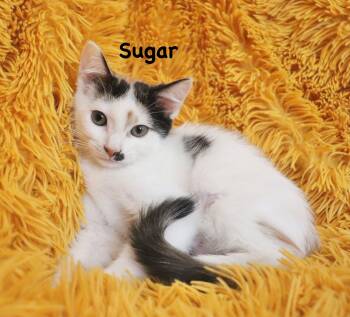 Sugar -  Turkish Van Cat for Adoption in St. Augustine, Florida - Sugar | PetCurious