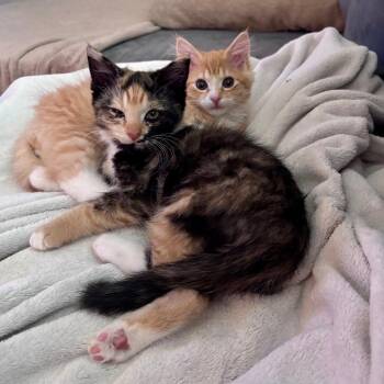 Otis & Ivy *Bonded Pair* -  Domestic Short Hair Cat for Adoption in Philadelphia, Pennsylvania - Otis & Ivy *Bonded Pair* | PetCurious