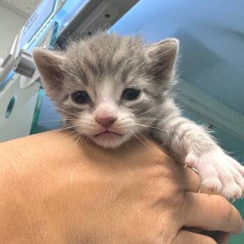 Rescue Domestic Short Hair Cats for Adoption in Zimmerman, Minnesota - Graham | PetCurious