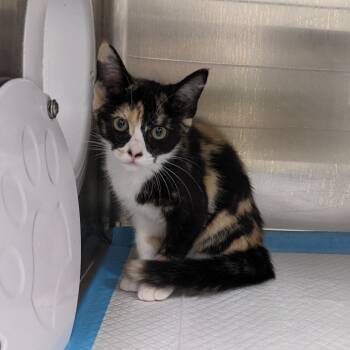 Mauve -  Domestic Short Hair Cat for Adoption in Salt Lake City, Utah - Mauve | PetCurious
