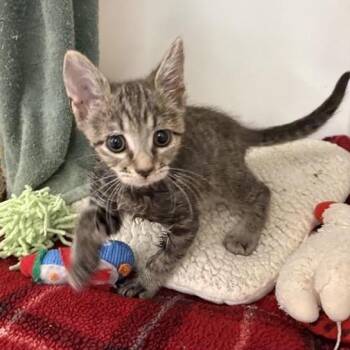 Mikey -  Domestic Short Hair Cat for Adoption in Phoenix, Arizona - Mikey | PetCurious
