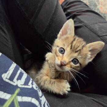Blaze(Brown) -  Domestic Short Hair Cat for Adoption in Belfair, Washington - Blaze(Brown) | PetCurious