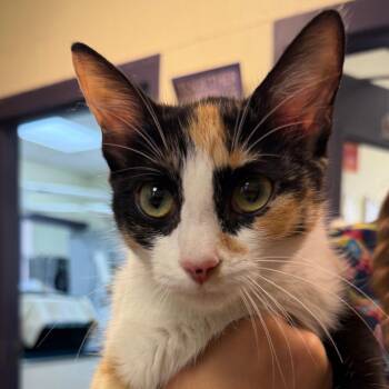 Mosaic -  Domestic Short Hair Cat for Adoption in Charlottesville, Virginia - Mosaic | PetCurious