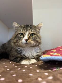 Domestic Long Hair Cats Available for Adoption in Grass Valley, California - Beef Stroganoff | PetCurious