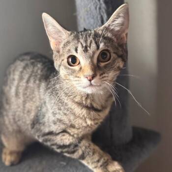 Katarina -  Domestic Short Hair Cat Available for Adoption in Titusville, Florida - Katarina | PetCurious