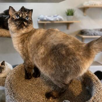 Siamese Cats Available for Adoption in Oakwood, Georgia - FABULOUS FLORA - STUNNING SIAMESE | PetCurious