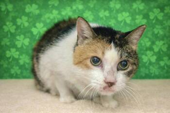 Domestic Short Hair Cats Available for Adoption - Stuffing | PetCurious