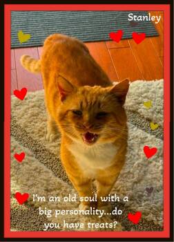 Meet Stanley - The Big Softie with the Even Bigger Heart -  Domestic Short Hair Cat for Adoption in Winston-salem, North Carolina - Meet Stanley - The Big Softie With The Even Bigger Heart | PetCurious
