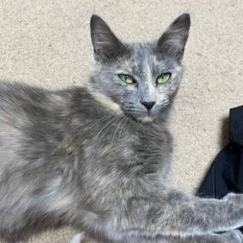 Duchess -  Domestic Short Hair Cat for Adoption in Troy, Virginia - Duchess | PetCurious