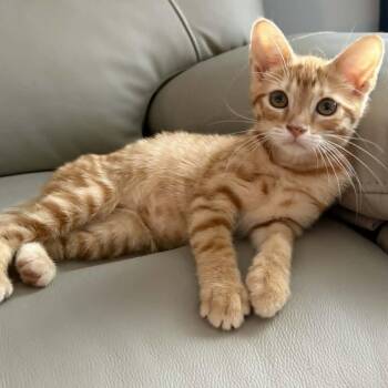 Bento - Lap Kitty -  Tabby Cat for Adoption in Hamilton, Ontario - Bento - Lap Kitty | PetCurious