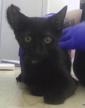 Peter -  Domestic Short Hair Cat for Adoption in Dayton, Minnesota - Peter | PetCurious