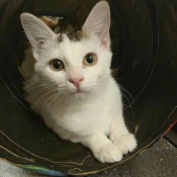 Domestic Short Hair Cats Available for Adoption - Soya (Bonded With Pinto) | PetCurious