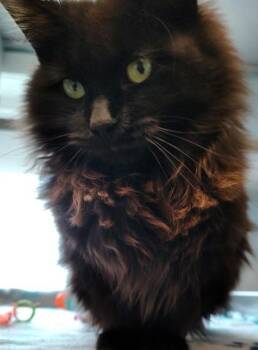 Domestic Long Hair and Domestic Short Hair Cats Available for Adoption in Mount Pleasant, Iowa - Kimchi | PetCurious