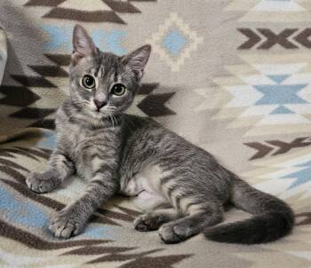 Goose -  Domestic Short Hair Cat for Adoption in Millcreek, Utah - Goose | PetCurious