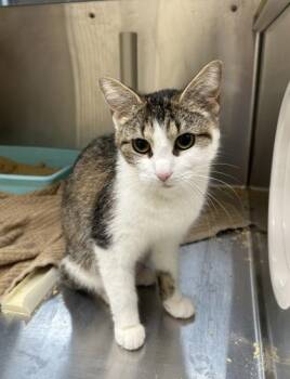 Ladybug -  Domestic Short Hair Cat for Adoption in Westland, Michigan - Ladybug | PetCurious