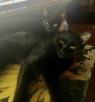 Domestic Short Hair Cats Available for Adoption in Trenton, New Jersey - Ink | PetCurious