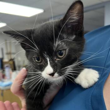 Domestic Short Hair Cats Available for Adoption in Sarasota, Florida - Egganor | PetCurious