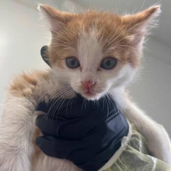 Ketchup -  Domestic Short Hair Cat for Adoption in Taos, New Mexico - Ketchup | PetCurious