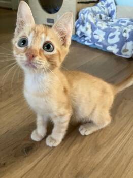 Link -  Domestic Short Hair Cat for Adoption in Evans, Georgia - Link | PetCurious