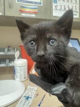 Domestic Short Hair Cats Available for Adoption in Farmers Branch, Texas - Bell | PetCurious