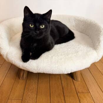 Domestic Short Hair Cats Available for Adoption - Stroke Of Midnight | PetCurious