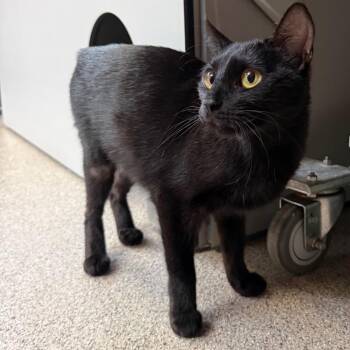 Billie -  Domestic Short Hair Cat for Adoption in Sarasota, Florida - Billie | PetCurious