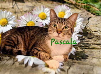 Rescue British Shorthair and American Shorthair Cats for Adoption in Houston, Texas - Pascala #Sophisticated Lady | PetCurious