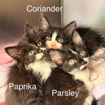 Paprika -  Domestic Long Hair Cat for Adoption in Cumming, Georgia - Paprika | PetCurious