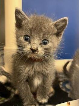 Rescue Domestic Short Hair Cats for Adoption in Dallas, Texas - GOJO | PetCurious