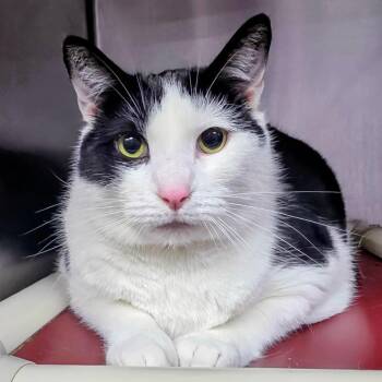 Domestic Short Hair Cats Available for Adoption - Cutie Pie | PetCurious