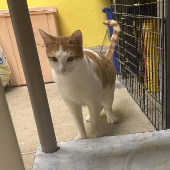 Sarah -  Domestic Short Hair Cat for Adoption in Lyndhurst, New Jersey - Sarah | PetCurious
