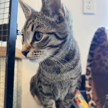 Rescue Domestic Medium Hair Cats for Adoption in Bonners Ferry, Idaho - Camilla | PetCurious