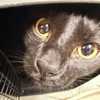 Nino -  Domestic Short Hair Cat for Adoption in Philadelphia, Pennsylvania - Nino | PetCurious