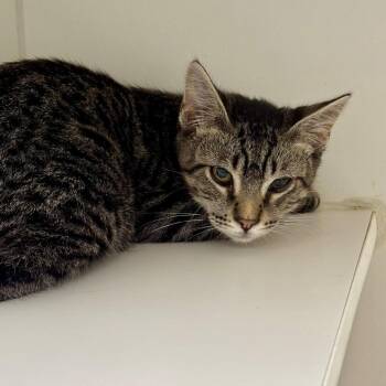 Dandi -  Domestic Short Hair Cat for Adoption in Long Beach, California - Dandi | PetCurious