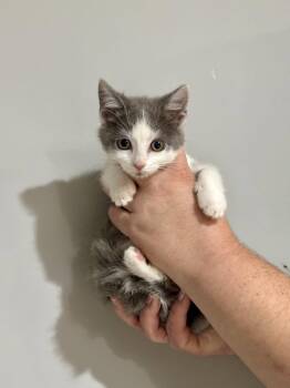 CAT - Nikoya -  Domestic Short Hair Cat for Adoption in Gilberts, Illinois - CAT - Nikoya | PetCurious