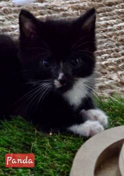 Domestic Medium Hair Cats Available for Adoption in St. Augustine, Florida - Panda | PetCurious