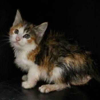 Domestic Short Hair Cats Available for Adoption in Madisonville, Kentucky - Cali | PetCurious