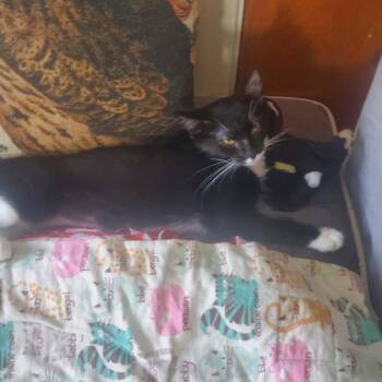 Rainbow Cookie -  Domestic Short Hair Cat for Adoption in Cleveland, Ohio - Rainbow Cookie | PetCurious