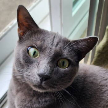 Rescue Domestic Short Hair Cats for Adoption in Los Angeles, California - Dali | PetCurious
