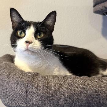 Kuromi -  Domestic Short Hair Cat for Adoption in Liverpool, Texas - Kuromi | PetCurious