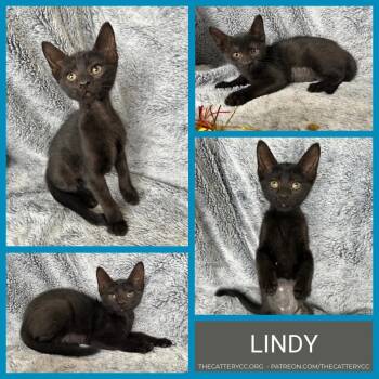 Lindy -  Domestic Short Hair Cat Available for Adoption in Corpus Christi, Texas - Lindy | PetCurious