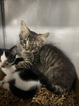 AI -  Domestic Short Hair Cat for Adoption in Woodland, California - AI | PetCurious