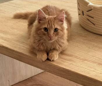 Domestic Long Hair Cats Available for Adoption - Cheddar  | PetCurious