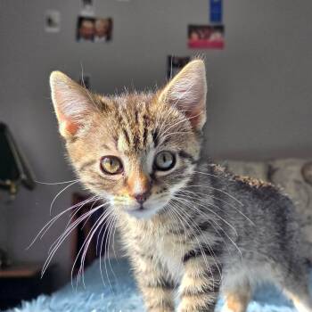 Domestic Short Hair and Tabby Cats Available for Adoption - Huckleberry | PetCurious