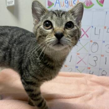 Sid -  Domestic Short Hair Cat Available for Adoption in Buffalo, New York - Sid | PetCurious
