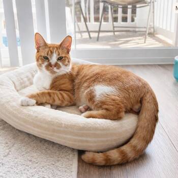Gus -  Domestic Short Hair Cat for Adoption in Gibsonia, Pennsylvania - Gus | PetCurious