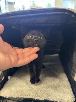 Grey Fox -  Domestic Short Hair Cat for Adoption in Atlanta, Georgia - Grey Fox | PetCurious