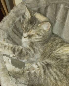 Peaches / Creme -  Domestic Short Hair Cat for Adoption in Cromwell, Kentucky - Peaches / Creme | PetCurious